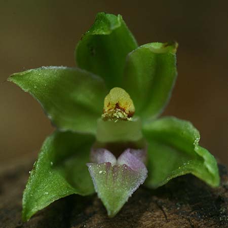 Epipactis neglecta subsp. neglecta \ Übersehene Ständelwurz / Neglected Helleborine (Locus Classicus), D  Meiningen 17.7.2016 (Photo: Helmut Presser)