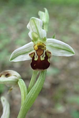 Ophrys apifera / Bee Orchid, D  Zülpich-Juntersdorf 13.6.2019 