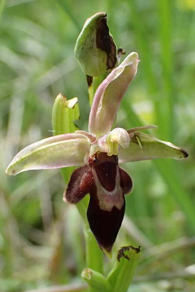 Ophrys apifera x insectifera, D   Neuleiningen 1.5.2024 