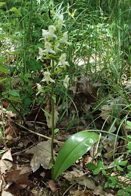 Platanthera chlorantha \ Grünliche Waldhyazinthe / Greater Butterfly Orchid, D  Eiersheim 31.5.2025 