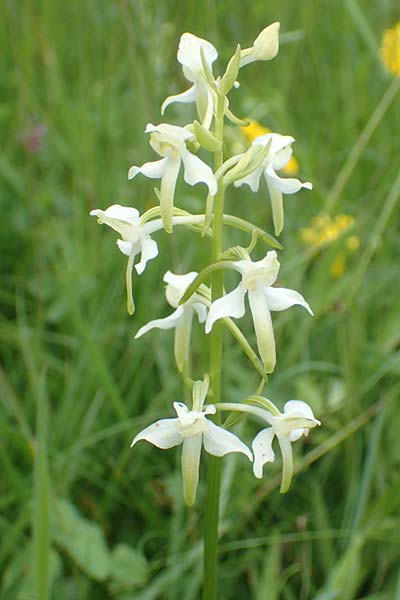 Platanthera bifolia x chlorantha, D   Rechtenbach 20.6.2016 