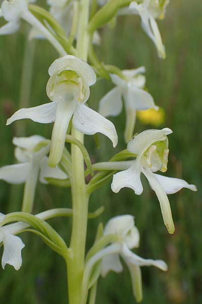 Platanthera bifolia x chlorantha, D   Rechtenbach 20.6.2016 