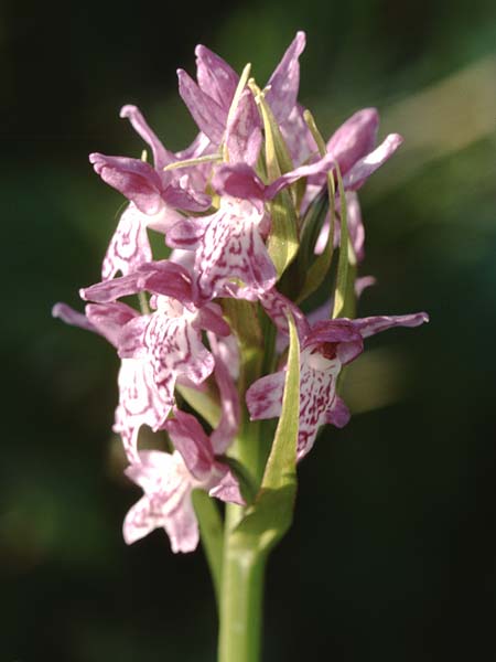 Dactylorhiza incarnata x pomeranica, D   Insel/island Usedom 4.6.1999 
