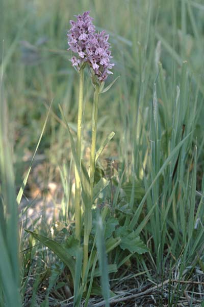 Dactylorhiza majalis x pomeranica, D   Insel/island Usedom 4.6.1999 