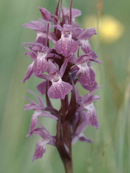 Dactylorhiza majalis x pomeranica, D   Insel/island Usedom 4.6.1999 