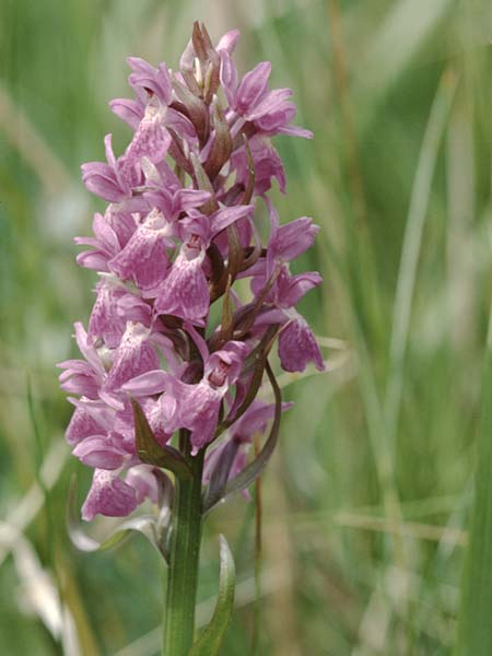 Dactylorhiza majalis x pomeranica, D   Insel/island Usedom 4.6.1999 