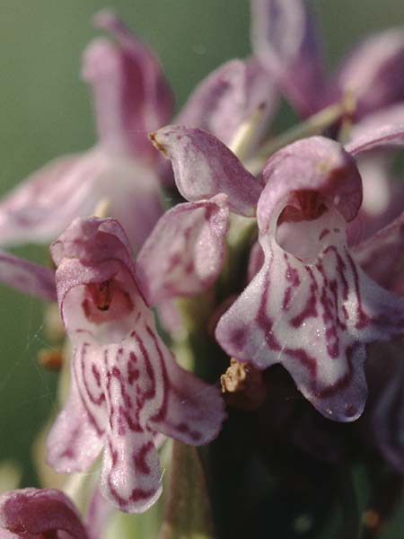 Dactylorhiza incarnata x pomeranica, D   Insel/island Usedom 13.6.2000 