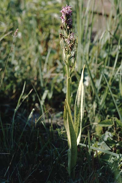 Dactylorhiza incarnata x pomeranica, D   Insel/island Usedom 13.6.2000 