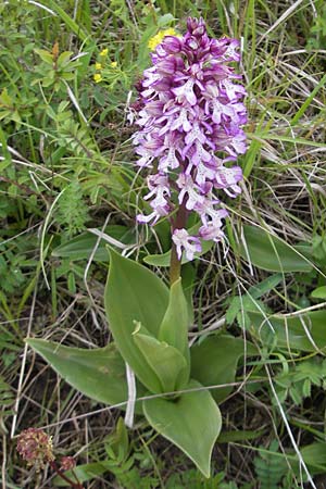 Orchis militaris x purpurea, D   Callbach 15.5.2010 
