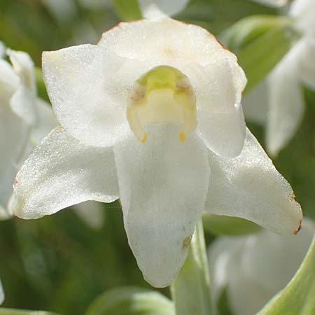 Platanthera chlorantha deformation / Greater Butterfly Orchid (peloria), D  Rechtenbach 20.6.2016 
