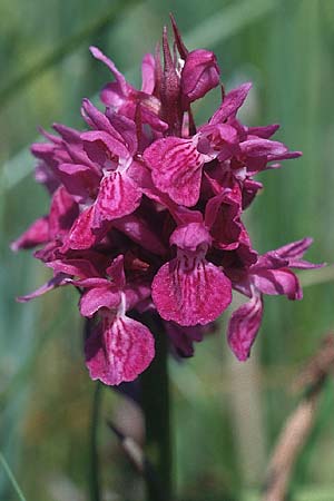 Dactylorhiza curvifolia x majalis, D   Vorpommern, Peene-Wiesen Gützkow 13.6.2000 