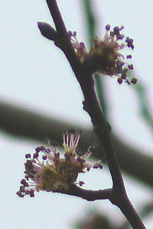 Ulmus glabra \ Berg-Ulme, D Mannheim 25.3.2010