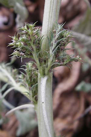 Amaranthus albus \ Wei&szlig;er Amaranth / White Pigweed, D Mannheim 4.10.2011