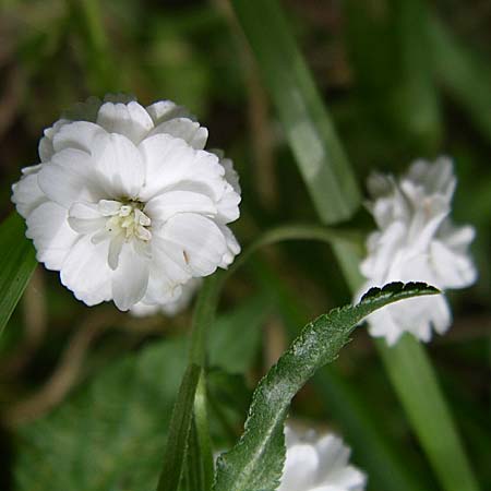 Achillea ptarmica agg. \ Sumpf-Schafgarbe / Sneezewort, D Karlsruhe 19.7.2008
