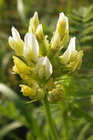 Astragalus cicer \ Kicher-Tragant / Chick-Pea Milk-Vetch, D Bruchsal 5.7.2013