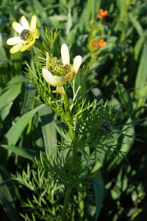 Adonis aestivalis forma citrina \ Sommer-Adonisrschen, D Nördlingen 23.5.2009