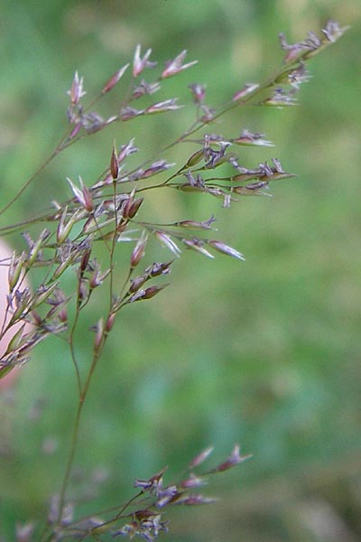 Agrostis capillaris \ Rotes Straugras, D Dietzenbach 2.7.2013