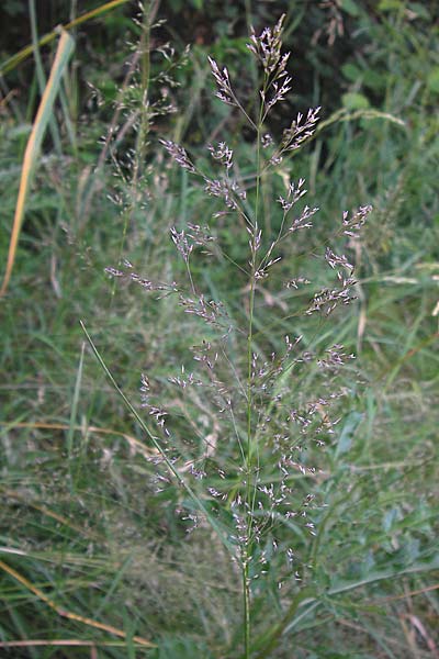 Agrostis capillaris \ Rotes Straugras, D Dietzenbach 2.7.2013