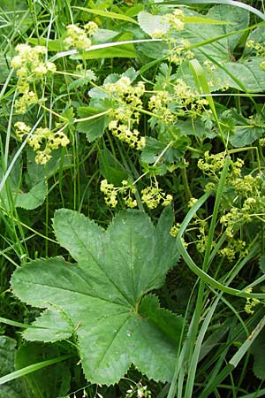 Alchemilla monticola \ Bergwiesen-Frauenmantel / Mountain Lady's Mantle, D Rhön, Wasserkuppe 6.7.2013