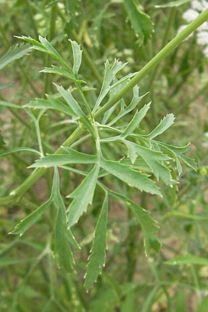 Ammi majus / Bullwort, D Botan. Gar.  Universit.  Mainz 11.7.2009