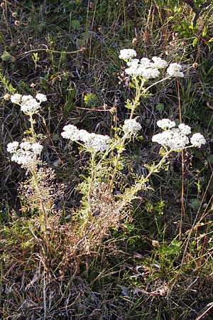 Achillea collina \ Hgel-Schafgarbe, D Hesselberg 19.6.2014