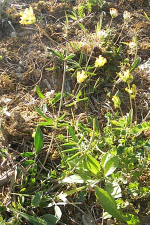 Anthyllis vulneraria subsp. pseudovulneraria \ Futter-Wundklee / Fodder Kidney Vetch, D Lauda-Königshofen 30.5.2011