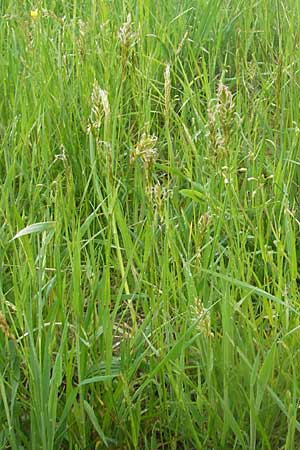Anthoxanthum odoratum \ Gewhnliches Ruch-Gras / Sweet Vernal Grass, D Zusmarshausen 5.5.2012