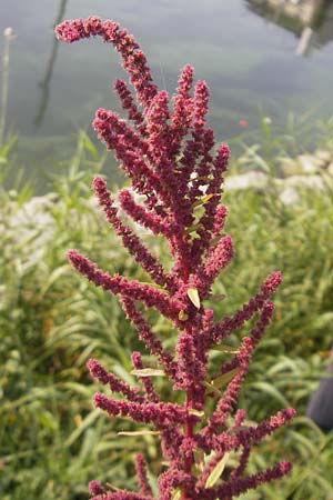 Amaranthus rudis \ Wasserhanf, D Mannheim 25.9.2011
