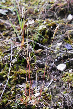 Aira praecox \ Frhe Haferschmiele, D Ober-Mörlen 24.5.2014