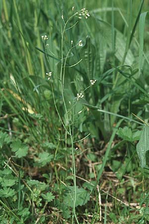 Arabidopsis thaliana \ Acker-Schmalwand / Thale Cress, D Bensheim 29.4.2006