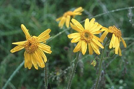 Arnica montana / Mountain Arnica, D Black-Forest, Feldberg 1.7.2005