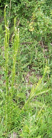 Arabis nemorensis \ Flachschotige Gnsekresse, Auen-Gnsekresse, D Lampertheim 21.5.2012