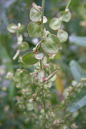 Atriplex hortensis \ Garten-Melde / Garden Orache, D Weinheim an der Bergstra&szlig;e 1.9.2008