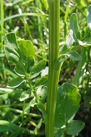 Barbarea vulgaris \ Gewhnliches Barbarakraut, D Bruchsal 7.5.2006