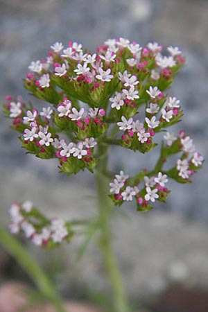 Centranthus calcitrapae, Annual Valerian Centranthus calcitrapae, Annual Valerian