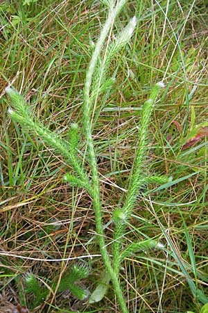 Lycopodium clavatum \ Keulen-Brlapp, D Odenwald, Beerfelden 21.8.2009