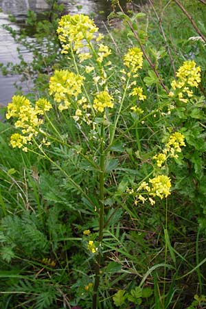 Barbarea vulgaris \ Gewhnliches Barbarakraut, D Frankfurt-Nied 26.4.2014