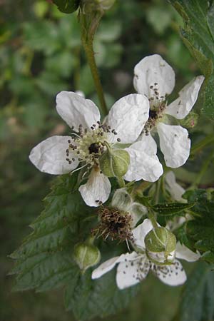 Rubus caesius \ Kratzbeere / Dewberry, D Nohfelden 14.5.2011