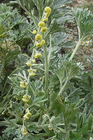 Artemisia absinthium \ Wermut, D Mannheim 16.9.2006