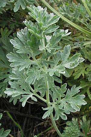Artemisia absinthium \ Wermut, D Mannheim 16.9.2006