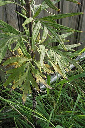 Artemisia verlotiorum \ Ostasiatischer Beifu, Kamtschatka-Beifu, D Heidelberg 4.10.2006