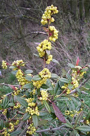 Berberis julianae / Juliane's Barberry, D Ingelheim 5.4.2008