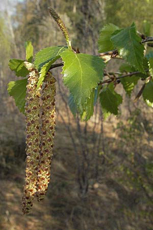 Betula pubescens \ Moor-Birke, Flaum-Birke, D Allgäu, Gebrazhofen 21.4.2007