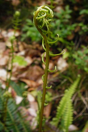 Blechnum spicant \ Gewhnlicher Rippenfarn, D Odenwald, Erbach 30.5.2014