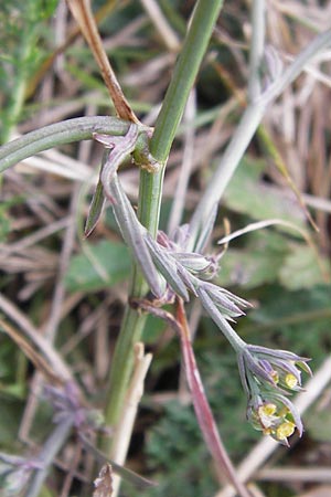 Bupleurum tenuissimum \ Salz-Hasenohr / Slender Hare's Ear, D Pfalz, Landau 20.8.2012