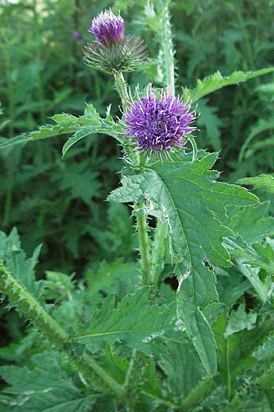 Carduus crispus, Krause Distel Carduus crispus, Krause Distel