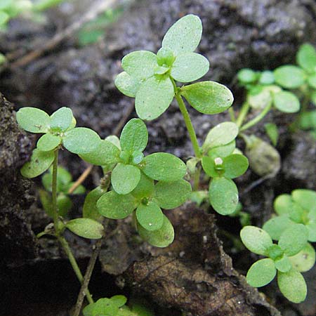 Callitriche palustris s.l. \ Sumpf-Wasserstern / Marsh Water Starwort, D Mörfelden-Walldorf 6.8.2007