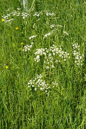 Anthriscus nitida / Glossy-Leaved Parsley, D Warburg 31.5.2014