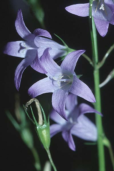 Campanula rapunculus \ Rapunzel-Glockenblume / Rampion Bellflower, D Büttelborn 6.7.2004