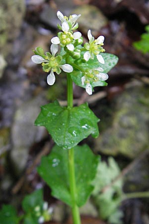 Cochlearia bavarica \ Bayerisches Lffelkraut, D Memmingen 22.5.2009